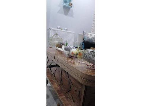 Full evcil insan canlısı aile üyesi kuşumuz