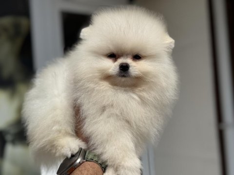 Petmode köpek çiftliğinden tea cup pomeranian
