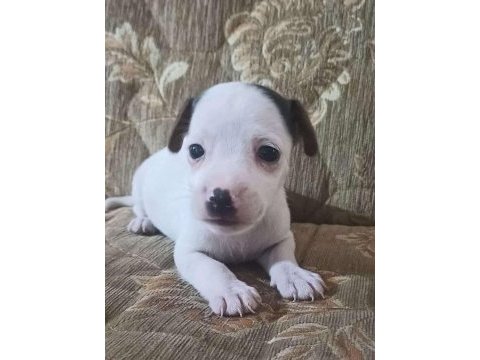 Jack russell yavru köpeğim