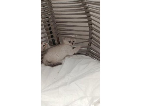 British longhair ve shorthair yavrular