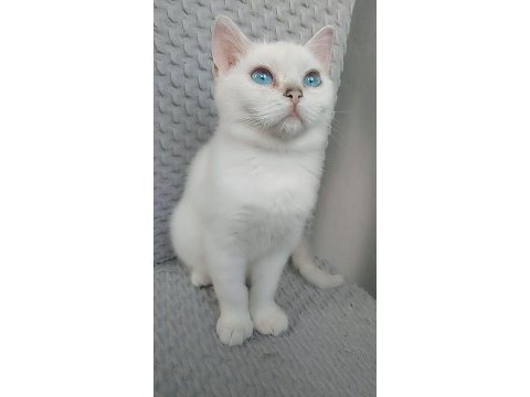 2.5 aylık dişi british longhair