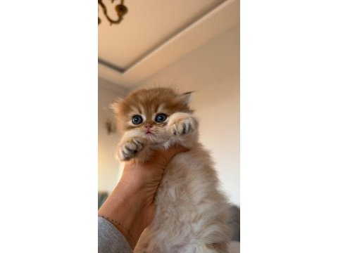 British shorthair ve longhair insan canlısı bebekler