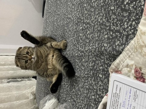 Scottish fold