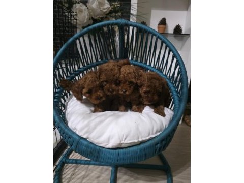 Poodle uzun kulaklar