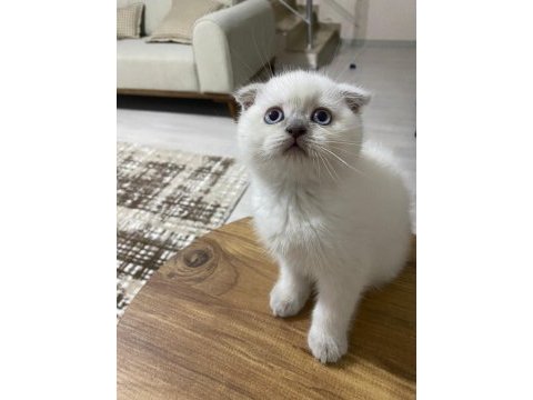 Yavru muhabbet kuşu kedi