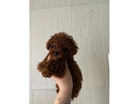 Toy poodle ev ortamında