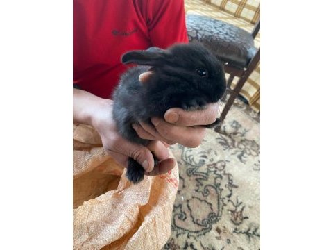 Ziraat tavşanları yavru ister toplu veya tekli verilir