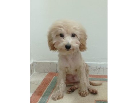 Oyuncu max toy poodle