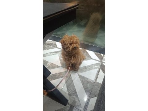 Toy poodle köpekler