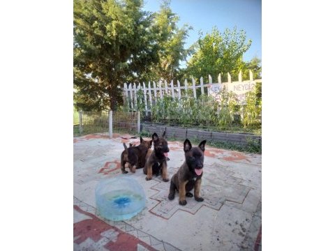 Sahane belçika kurdu yavrular