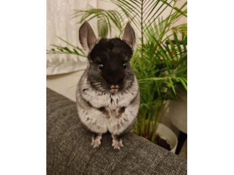 Erkek mutasyon chinchilla