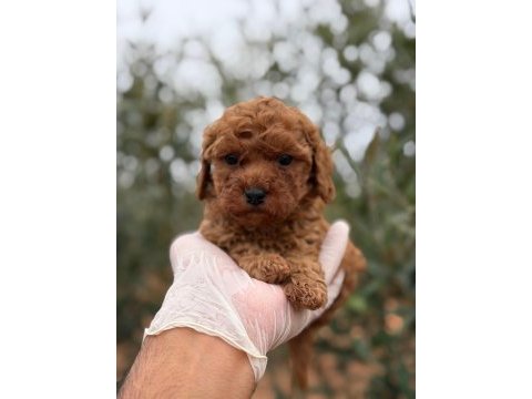 Kore erkek tatlış mı tatlış poodle
