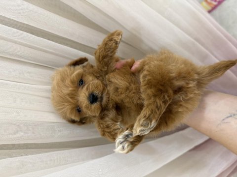 Kore kan teacup maltipoo 