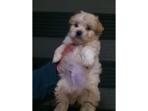 Mini boy maltipoo bebekler