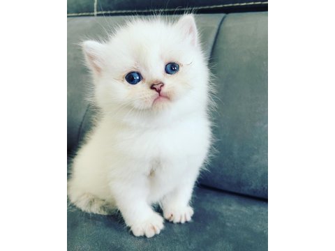 2 aylık british longhair bebekler