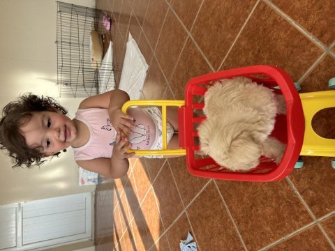 2,5 aylık dişi maltipoo terrier
