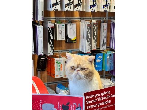 1,5 yaşında exotic shorthair