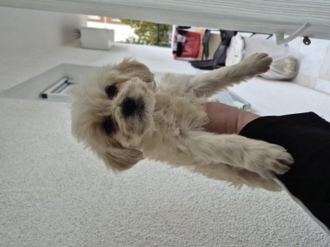Maltipoo yavru 55 günlük