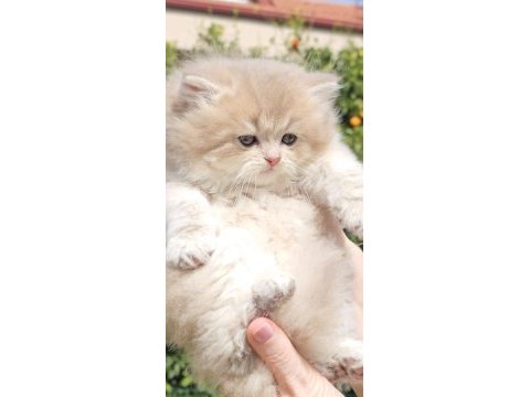 Ay11 british longhair erken