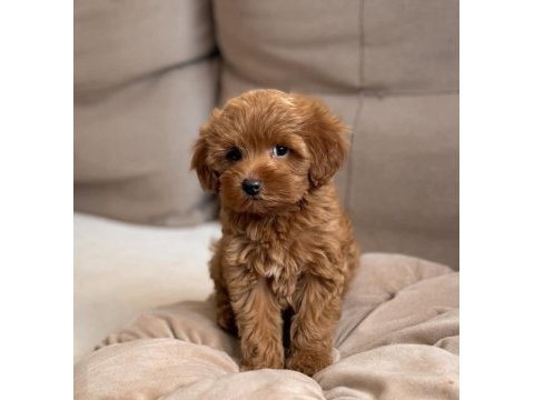 Red brown kıpkırmızı ev üretimi toy poodle