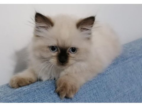 Ragdoll bebekler rezerve açık