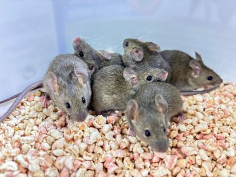Wild mice