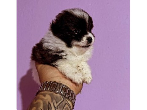 Pomeranian spitz 40 günlük