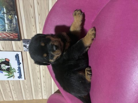 Rottweiler köpeği