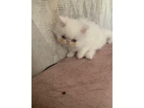 Safkan pamuk gibi iran kedisi