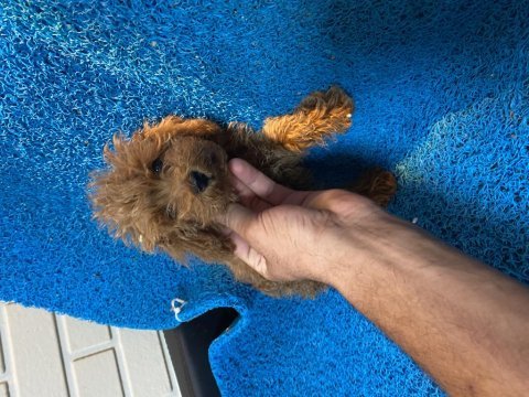 Poodle yavrularımız