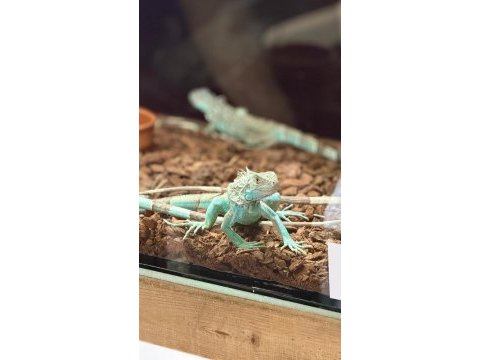 Her boy iguana