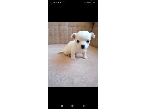 Mini boy kısa bacak şivava sağlık ve ırk garantilidir