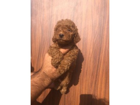 A kalite toy poodle yavrularım