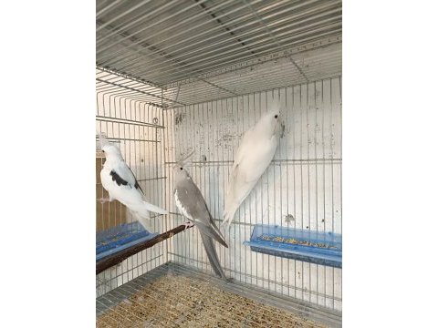 Damızlık albino ve wf cinnamon dişi sultan