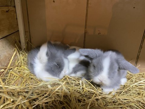 Sevimli evcil hollanda lop tavşanı yavruları