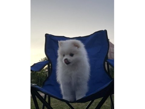Pomeranıan yavrumuza ömürlük yuva arıyoruz