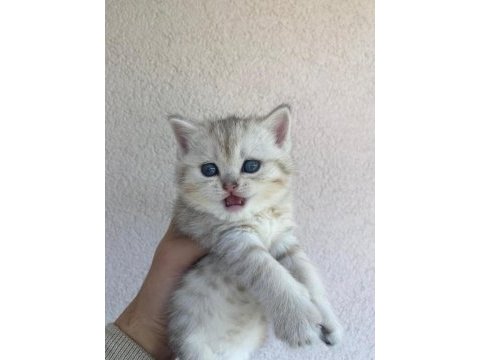 British shorthair