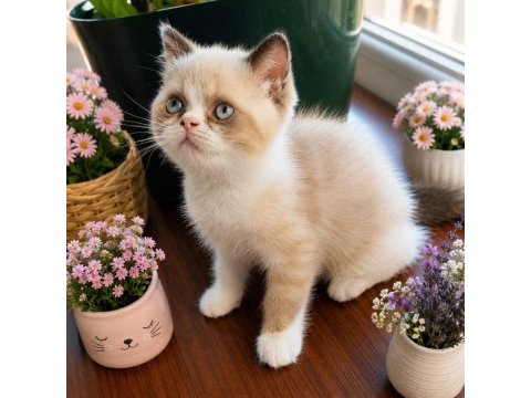 Safkan exotic shorthair bebekler