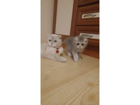 55 günlük dişi british shorthair