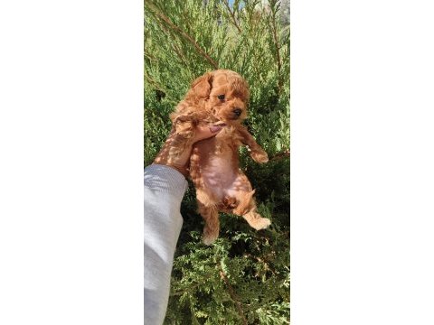 Minyatür maltipoo kız