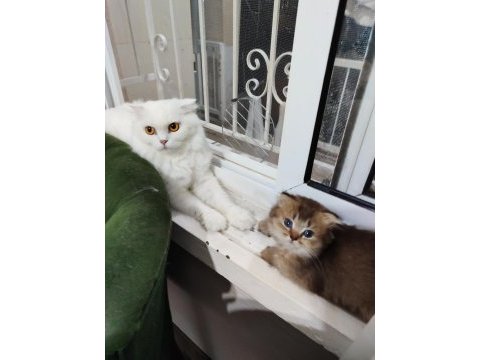 Scottish fold yavrularımızı sahiplendiriyoruz