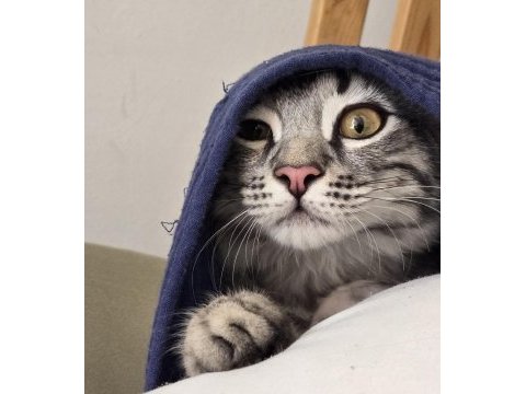 Baba british anne maine coon 5 aylık erkek magnus