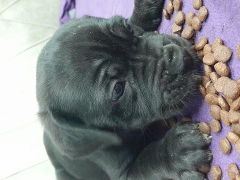 Parlak ve asıl renk siyah cane corso