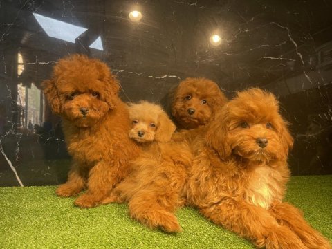 Toy poodle bebekleri
