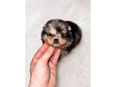 Pomeranian merle bebeğimiz