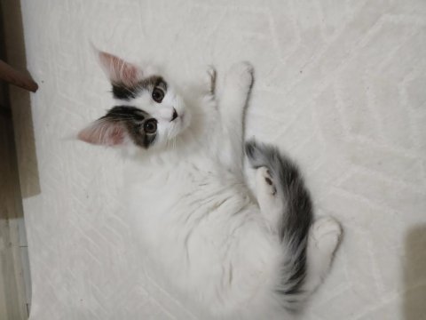 Dişi maine coon 3 ayını yeni doldurdu