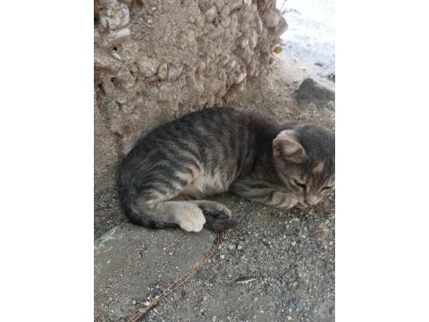 Gri yavru kedimiz acil yuva arıyor