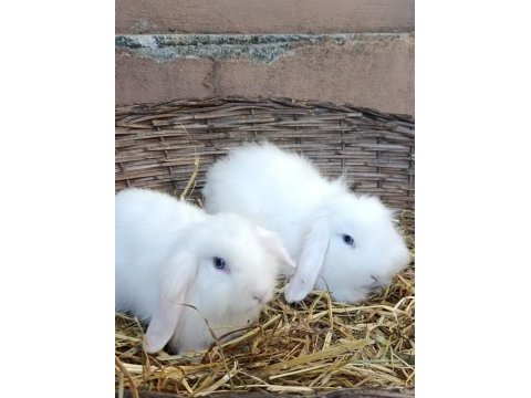 Hollanda teddy lop damızlık takım tavşan