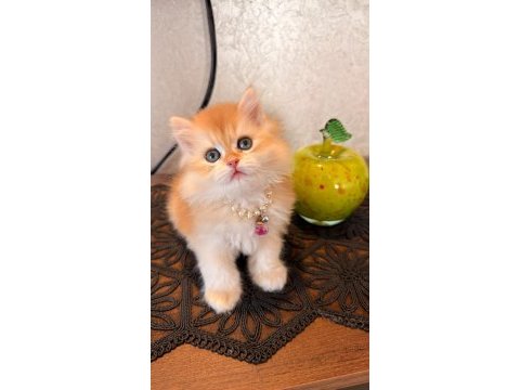 Golden ny12 british longhair safkan bebek