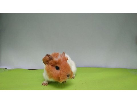 Guinea pig yavruları istanbul